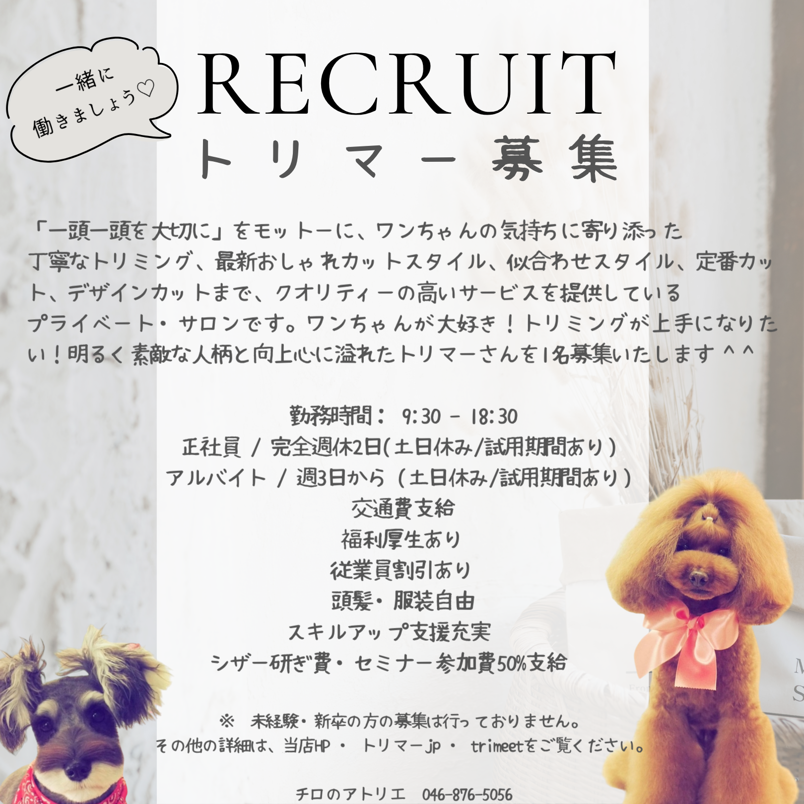 正社員][アルバイト] トリマー募集中です | Private dog salon チロの 